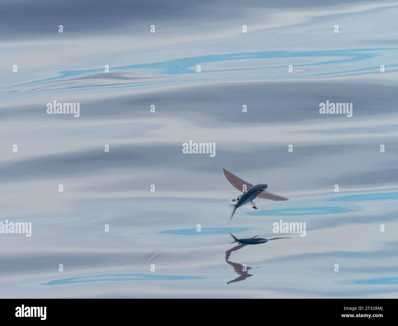 Poissons volants, exocoetidae, sur des mers vitreuses au large de la côte nord de la Nouvelle-Guinée, Papouasie occidentale, Indonésie Banque D'Images