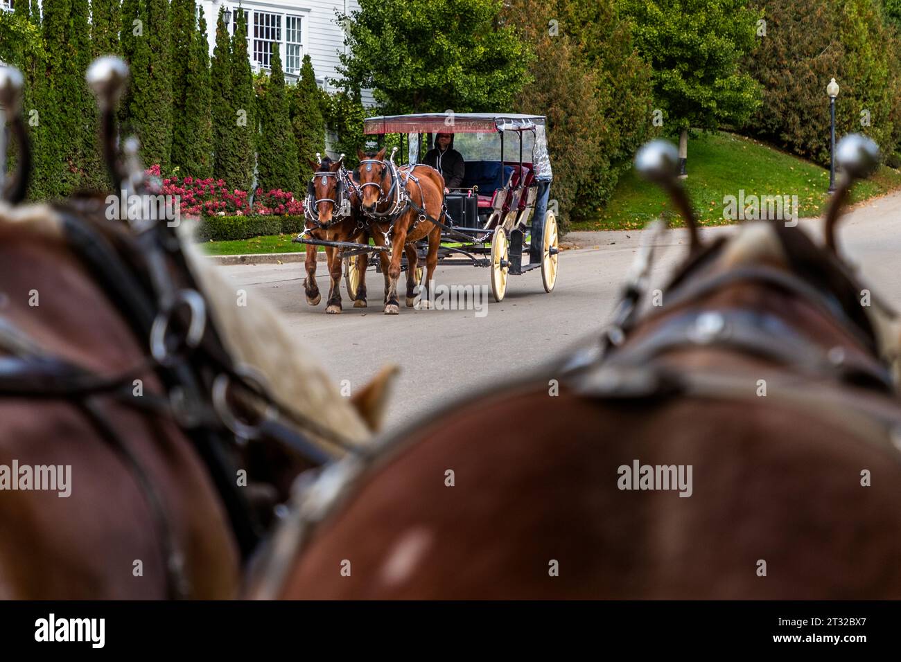 Une calèche parcourt la rue Cadotte à Mackinac Island, encadrée par les têtes de la propre équipe de chevaux du photographe au premier plan. La devise officieuse de l'île est "L'île où le cheval est roi." Mackinac Island, Michigan, États-Unis. Banque D'Images