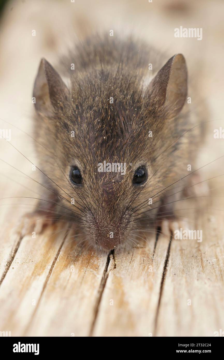 Vue frontale verticale naturelle sur une petite souris de maison commune juvénile, Mus musculus assis sur le bois Banque D'Images
