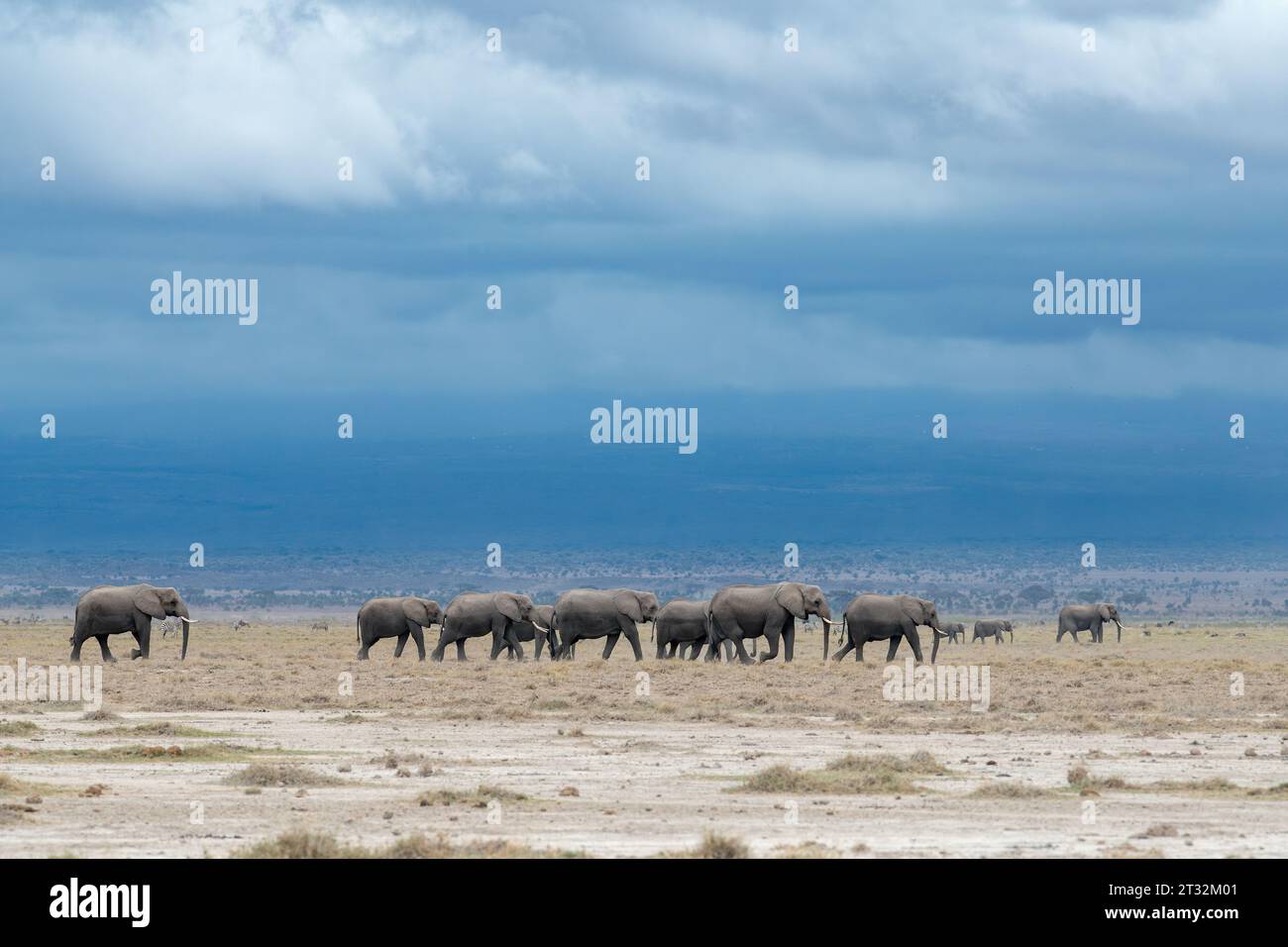 Le troupeau d'éléphants d'Afrique voyage à travers les terres sèches du parc national d'Amboseli, au Kenya, à la recherche de nourriture et d'eau pendant la saison sèche Banque D'Images