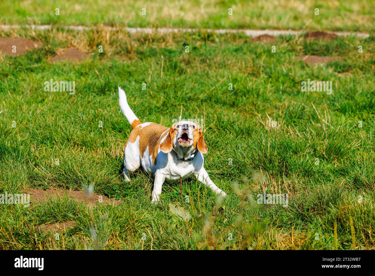 Chien de race beagle à revêtement brun et blanc aboyant à Heather Farm Wetland sur Horsell Common près de Woking, Surrey, populaire auprès des promeneurs de chiens Banque D'Images