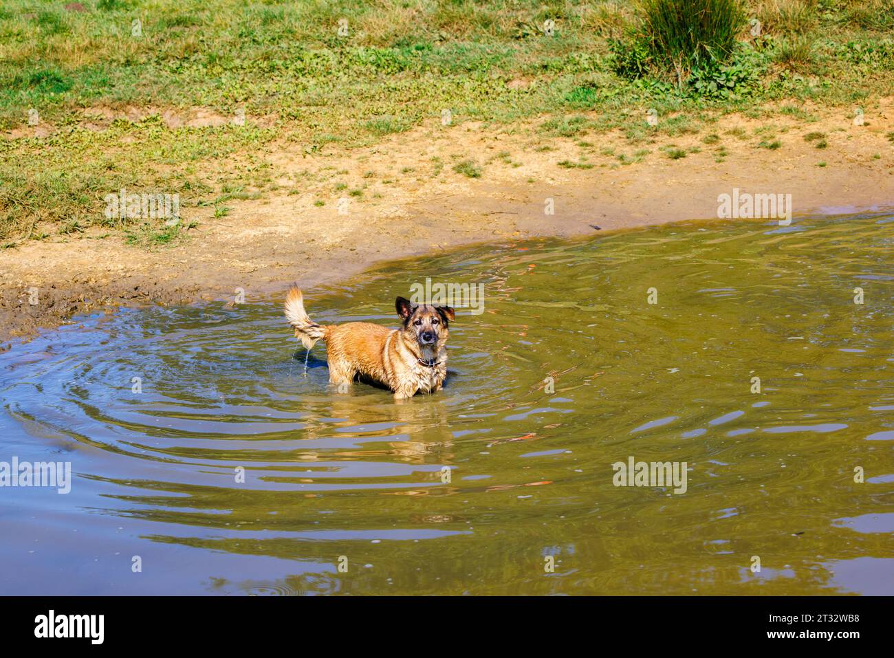 Un chien à revêtement brun se tient dans un étang boueux à Heather Farm Wetland sur Horsell Common près de Woking, Surrey : espace ouvert populaire auprès des promeneurs de chiens locaux Banque D'Images
