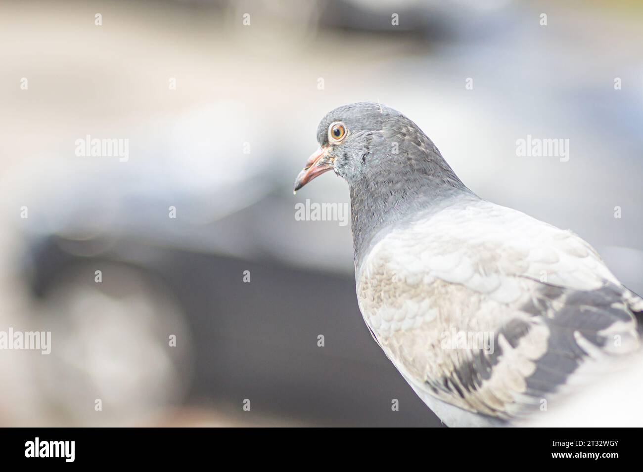 Pigeon voyageur. Gros plan du corps du pigeon voyageur de vitesse. Colombe de beauté rock. drôle de regarder la caméra. Concept de journée de la paix. le pigeon en milieu urbain Banque D'Images