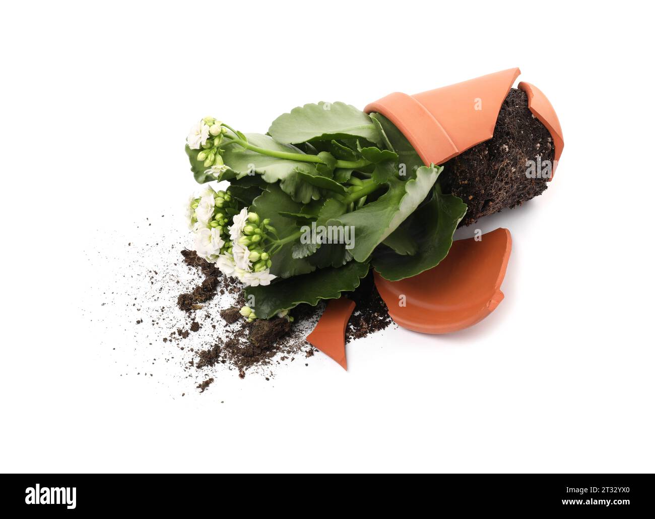 Pot de fleur en terre cuite cassé avec terre et plante de kalanchoe sur fond blanc Banque D'Images