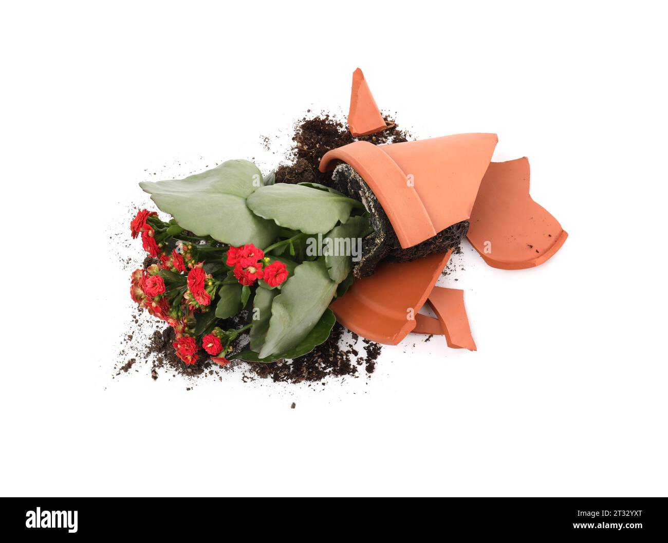 Pot de fleur en terre cuite cassé avec terre et plante de kalanchoe sur fond blanc, vue de dessus Banque D'Images