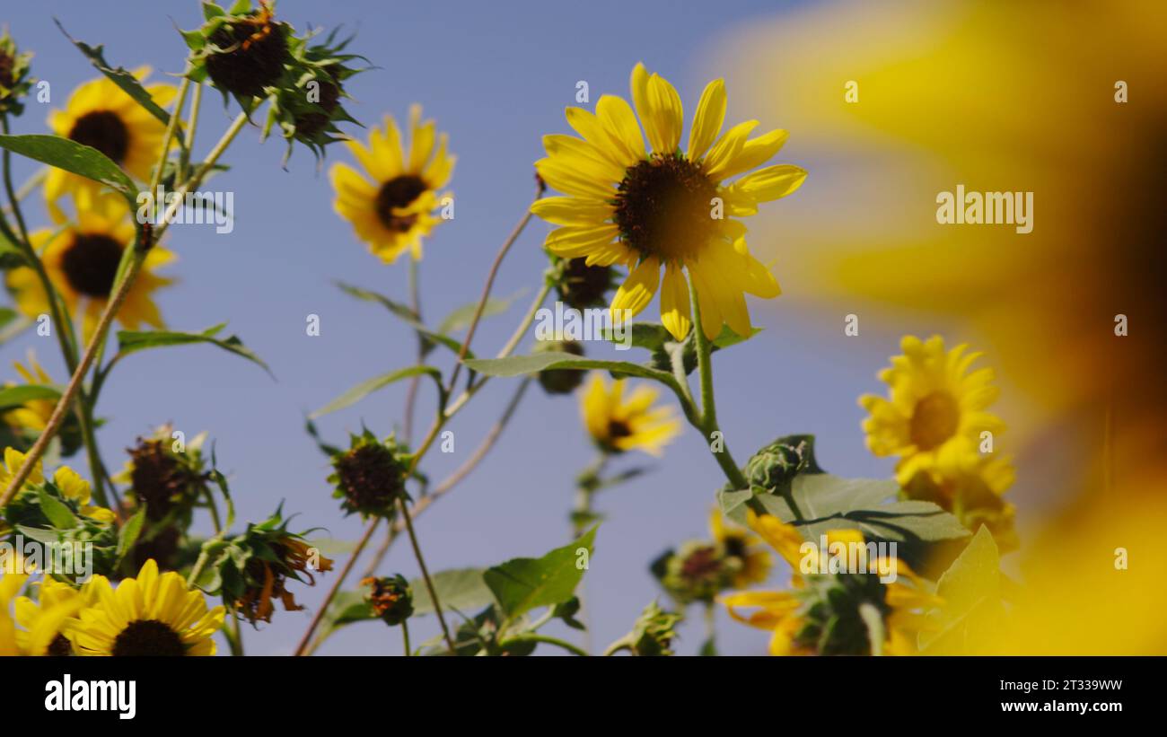 Champ de tournesols contre un ciel bleu avec des abeilles pollinisatrices dans les jours-chien d'un été août. Banque D'Images