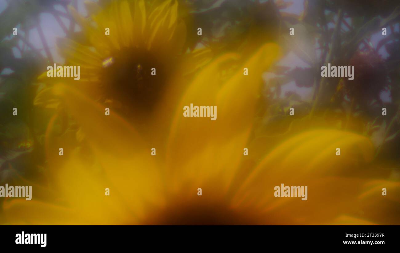 Fermer sur une paire de tournesols, avec des pollinisateurs d'abeilles sur une journée d'été parfaite. Réalisé avec la lentille expérimentale Soft Focus zone plate de Lensbaby. Banque D'Images