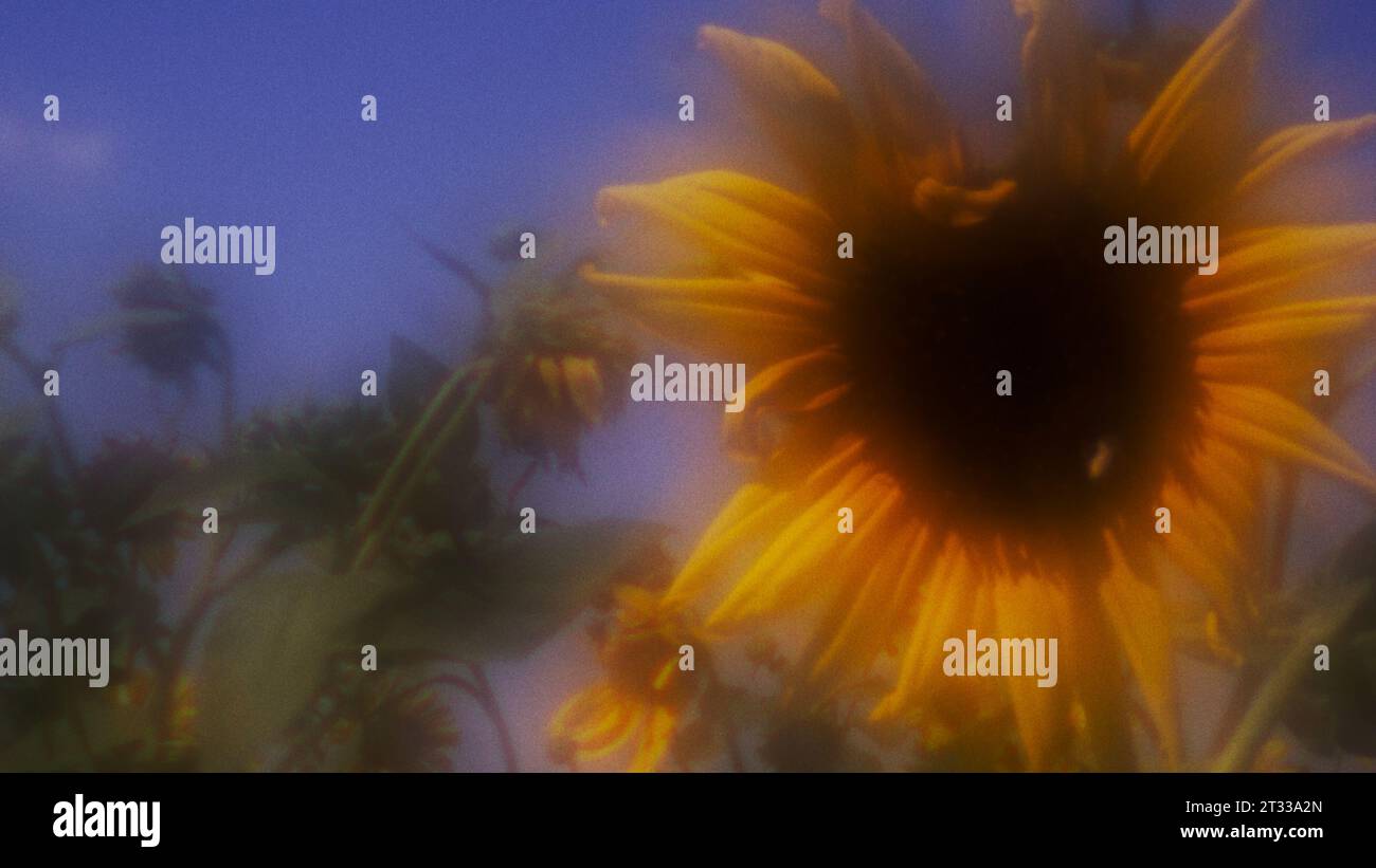 D'étranges tournesols jaillissent dans une prairie de grandes herbes des grandes Plaines par une journée d'été parfaite. Réalisé avec un objectif expérimental soft focus zone plate Banque D'Images