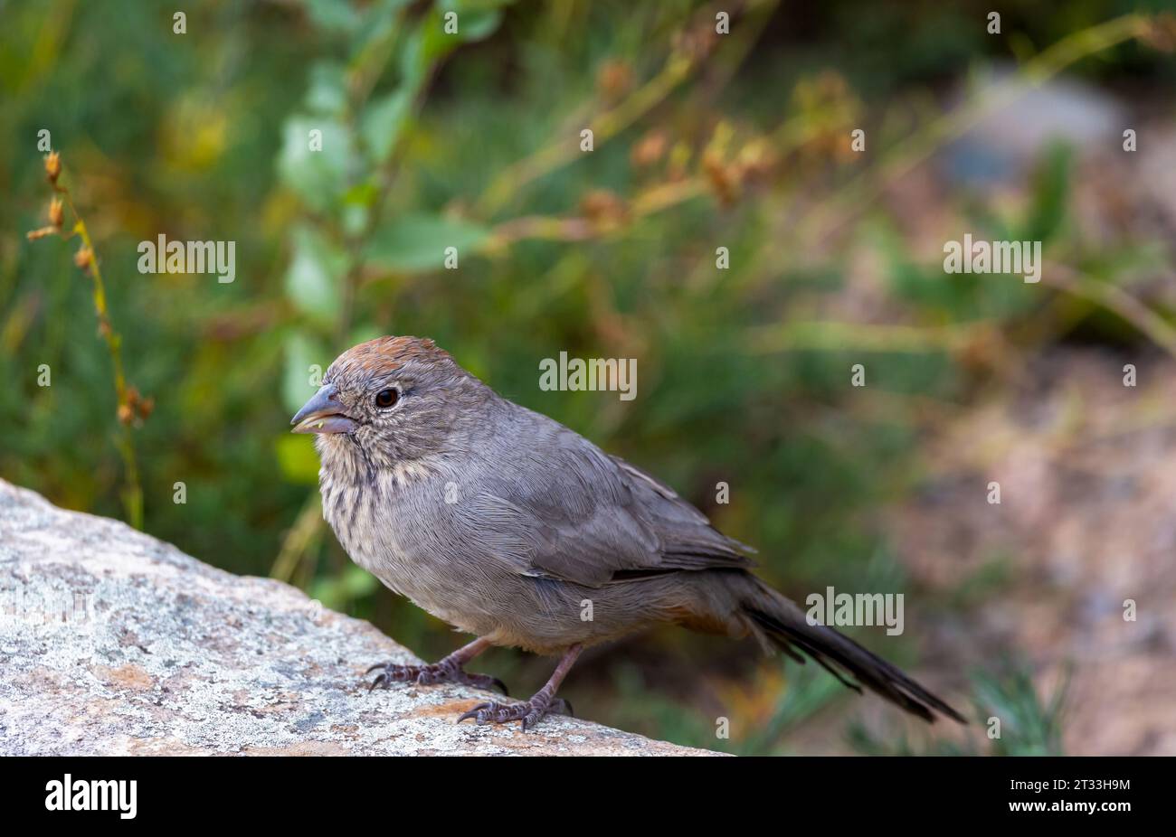 Canyon Towhee reposant sur une perche rocheuse en automne à Los Alamos, Nouveau-Mexique Banque D'Images