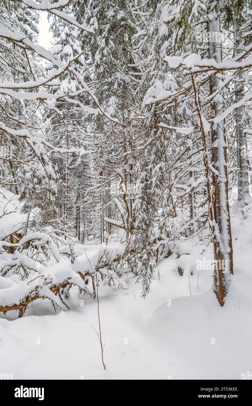 Vieille forêt de croissance un jour froid d'hiver enneigé Banque D'Images