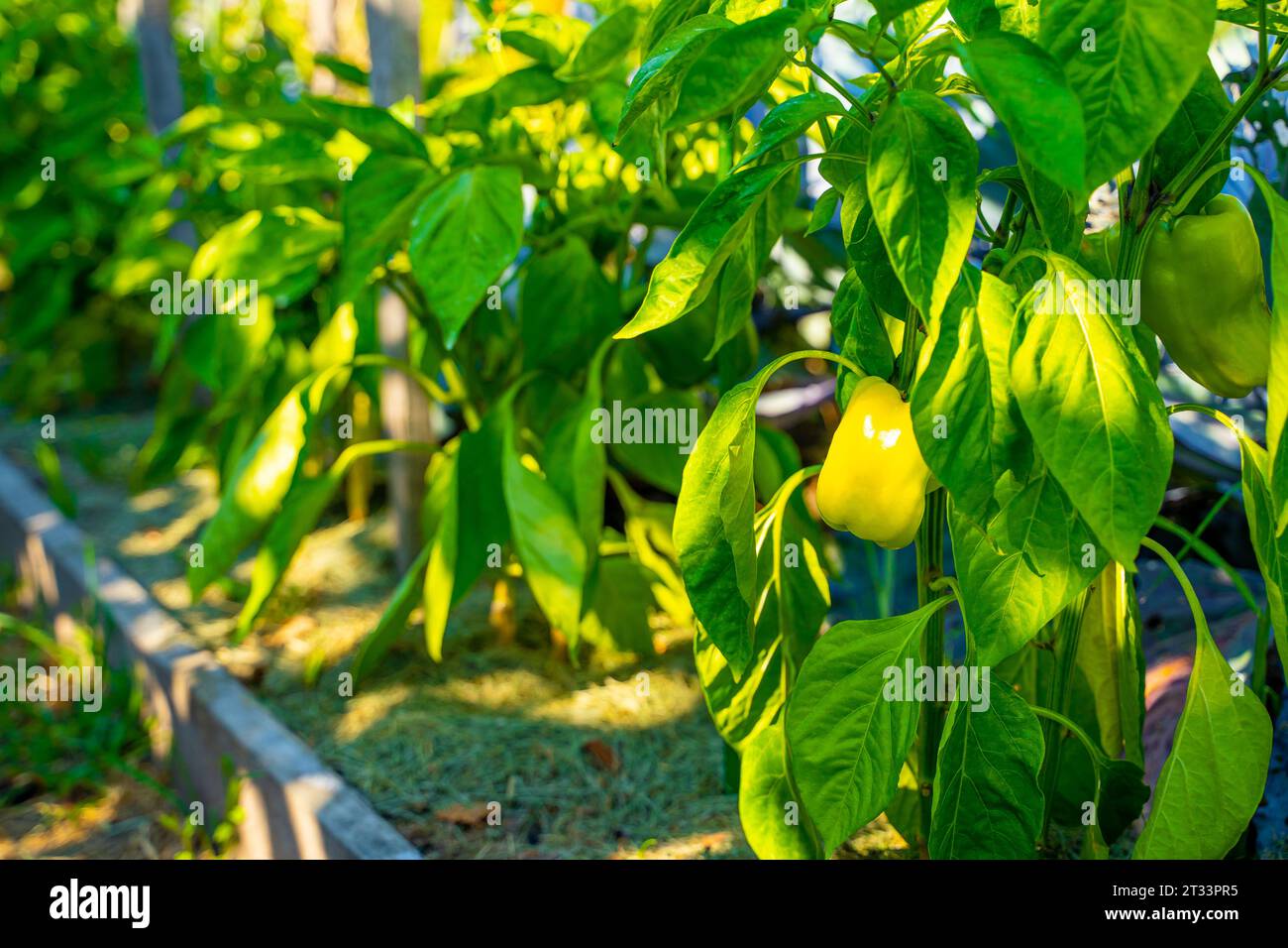 Poivron jaune poussant dans un lit de jardin à la maison tôt le matin, les rayons de l'aube du soleil. Cultiver des poivrons doux sur une plantation Banque D'Images