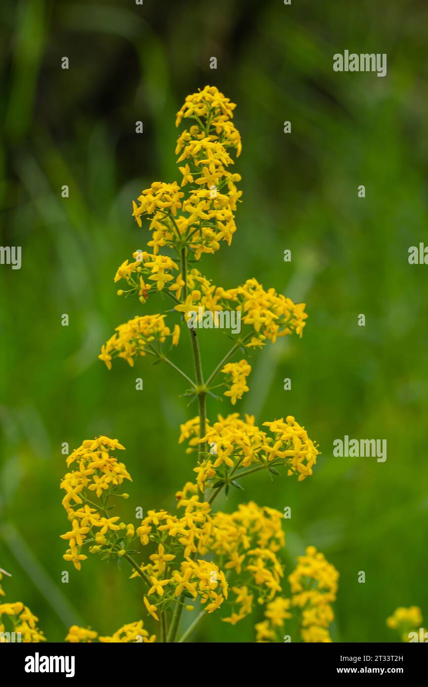 Galium verum, paille de lit de dame ou paille de lit jaune plante de brouillage basse, feuilles larges, vert foncé brillant, poilues en dessous, fleurs jaunes et produites i Banque D'Images