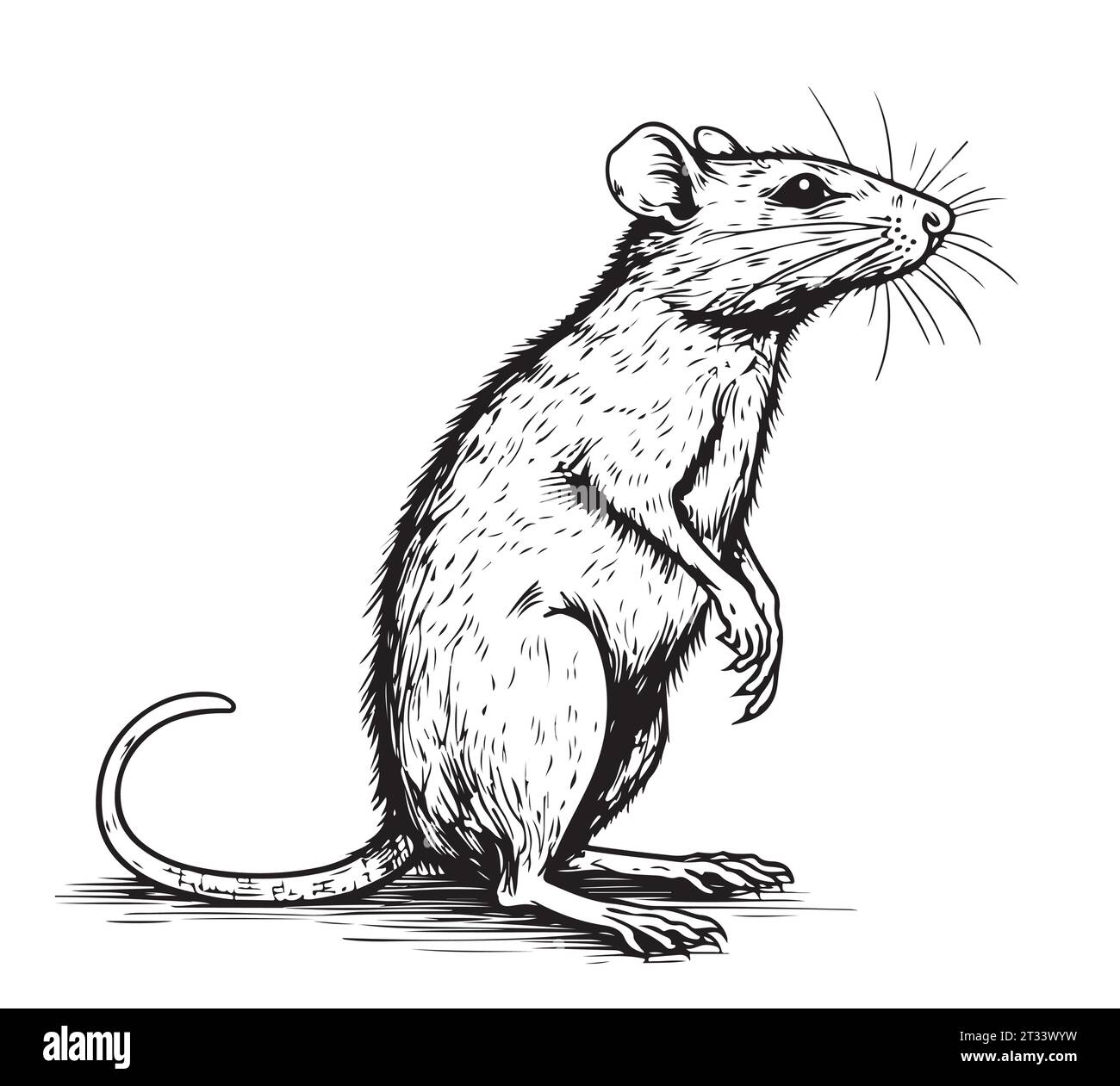 Croquis dessiné à la main de rat, illustration vectorielle. Animaux sauvages Illustration de Vecteur
