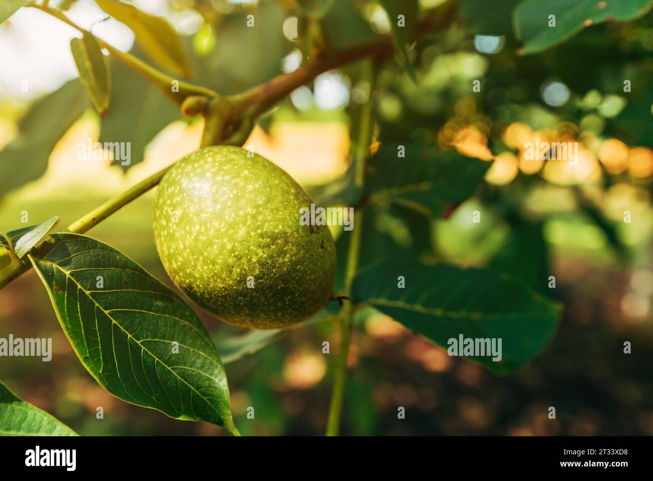 Fruits de noix non mûrs en coque verte dans le verger, mise au point sélective Banque D'Images