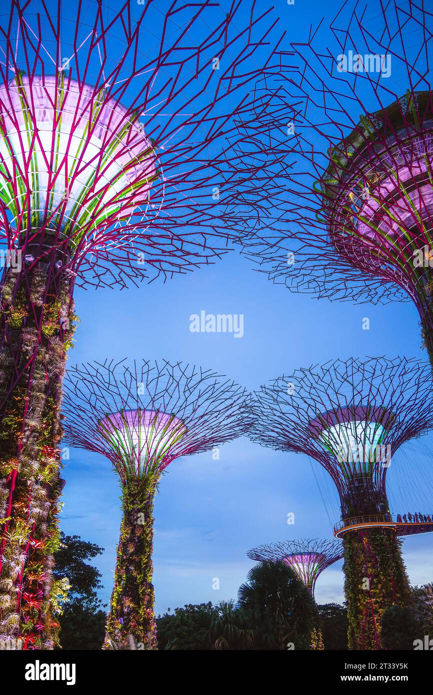 Singapour, Super Trees of Gardens by the Bay Banque D'Images