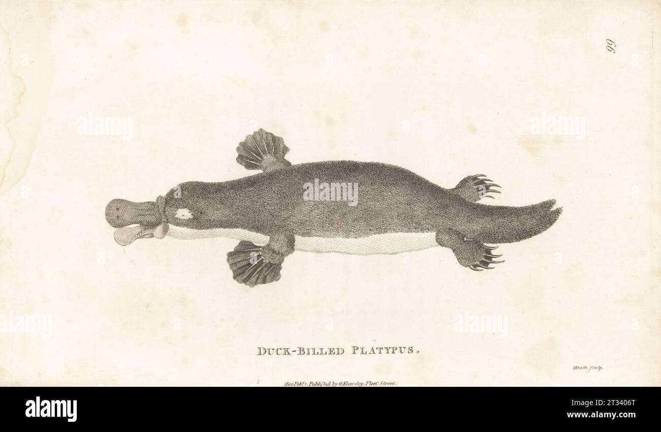 Ornithorhynchus anatinus. Platypus anatinus, Platypus anatinus. Gravure sur cuivre par James Heath, de George Shaw’s General Zoology : Mammalia, G. Kearsley, Fleet Street, Londres, 1800. Banque D'Images
