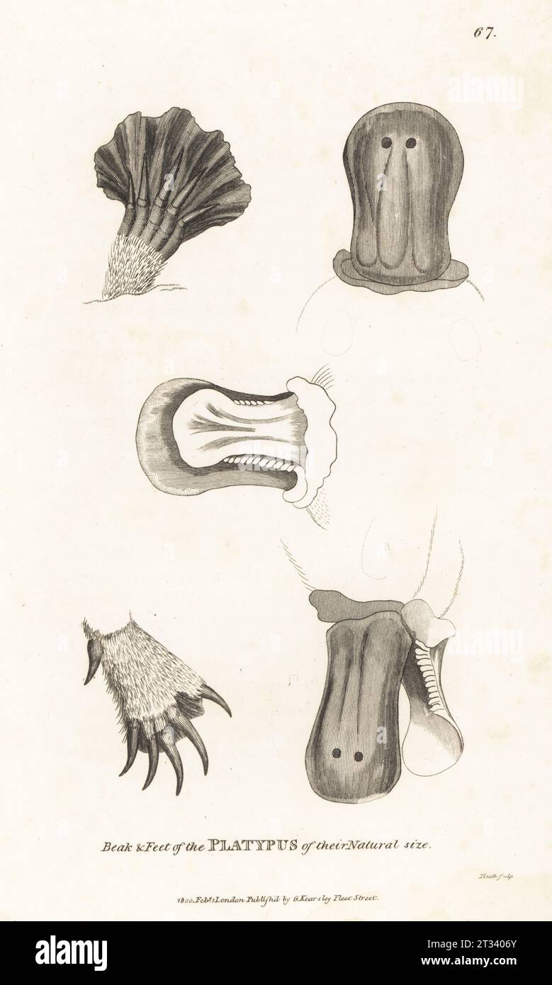 Bec et pieds de l'ornithorhynchus anatinus. Platypus anatinus, Platypus anatinus. Gravure sur cuivre par James Heath, de George Shaw’s General Zoology : Mammalia, G. Kearsley, Fleet Street, Londres, 1800. Banque D'Images