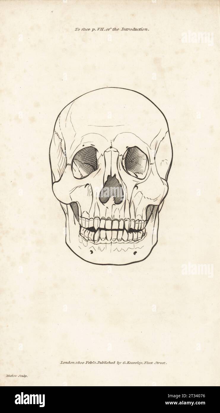 Vue de face d'un crâne humain. Gravure sur cuivre par Henry Mutlow de George Shaw’s General Zoology : Mammalia, G. Kearsley, Fleet Street, Londres, 1800. Banque D'Images