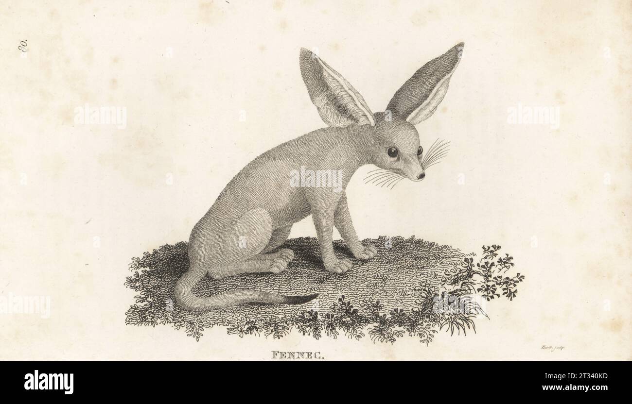 Renard Fennec, Vulpes zerda. Fennec, Canis zerda. D'après une illustration de l'explorateur écossais James Bruce. Gravure sur cuivre par James Heath, de George Shaw’s General Zoology : Mammalia, G. Kearsley, Fleet Street, Londres, 1800. Banque D'Images