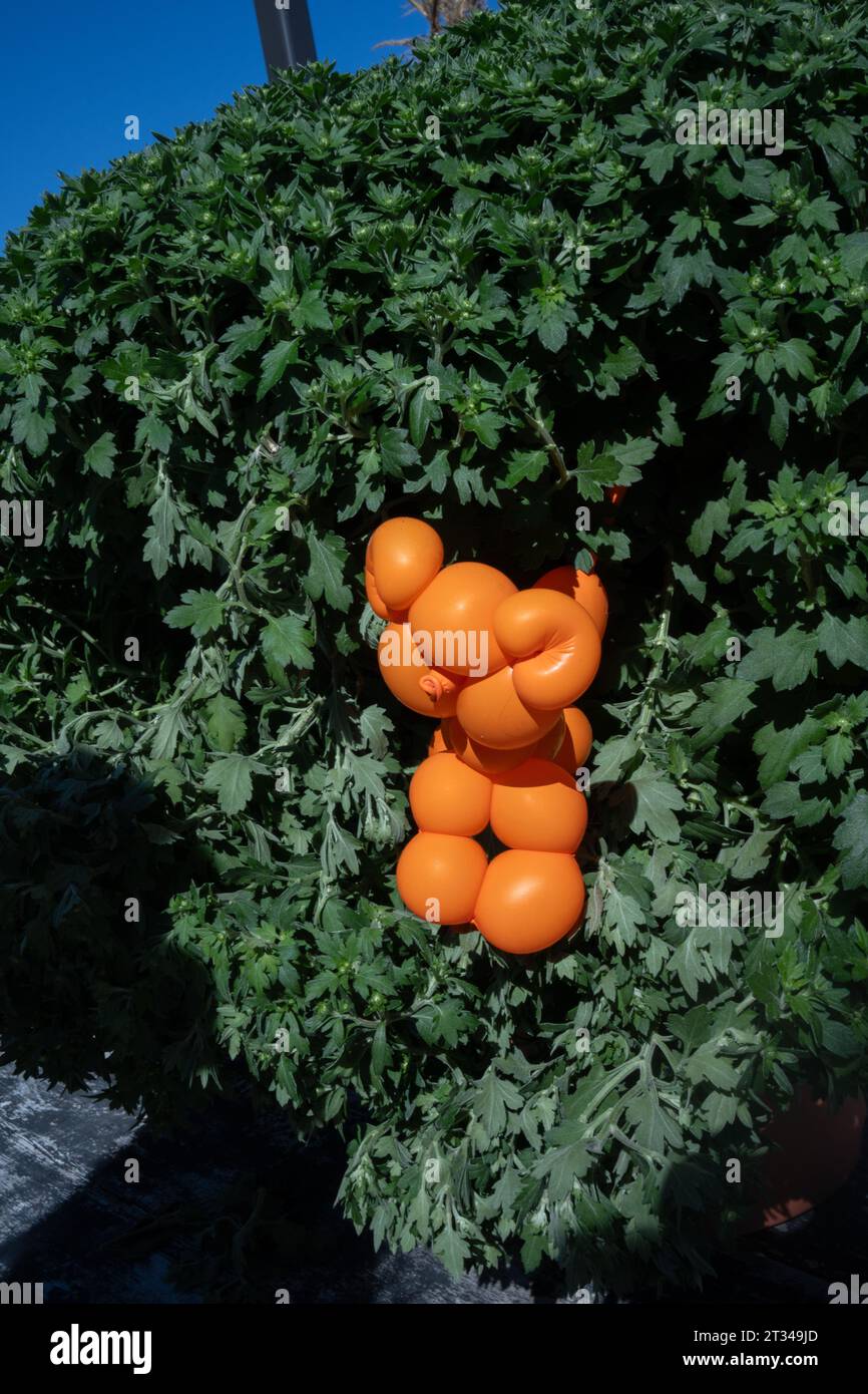 Caniche en montgolfière orange au milieu d'une végétation luxuriante Banque D'Images