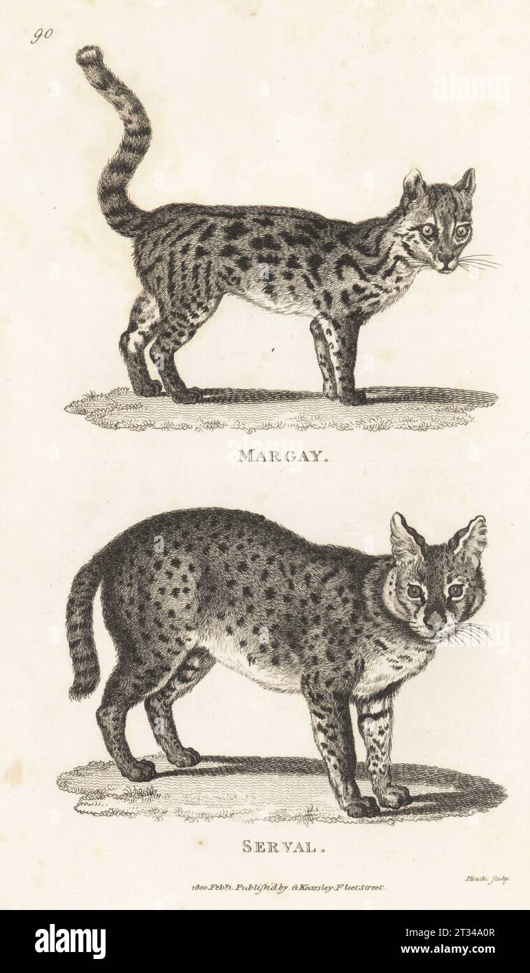 Oncilla ou petit chat tacheté, Leopardus tigrinus, et Serval, Leptailurus serval. Margay, Felis tigrina, et Serval, Felis serval. Gravure sur cuivre par James Heath, de George Shaw’s General Zoology : Mammalia, G. Kearsley, Fleet Street, Londres, 1800. Banque D'Images