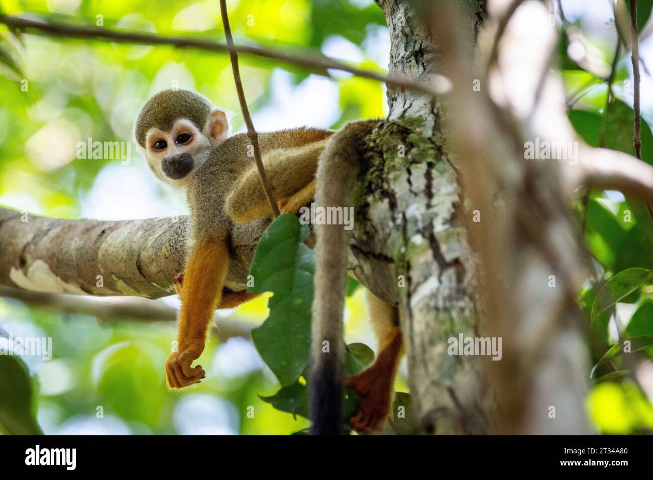 Singe écureuil sur branche d'arbre dans la forêt tropicale verte amazonienne Banque D'Images