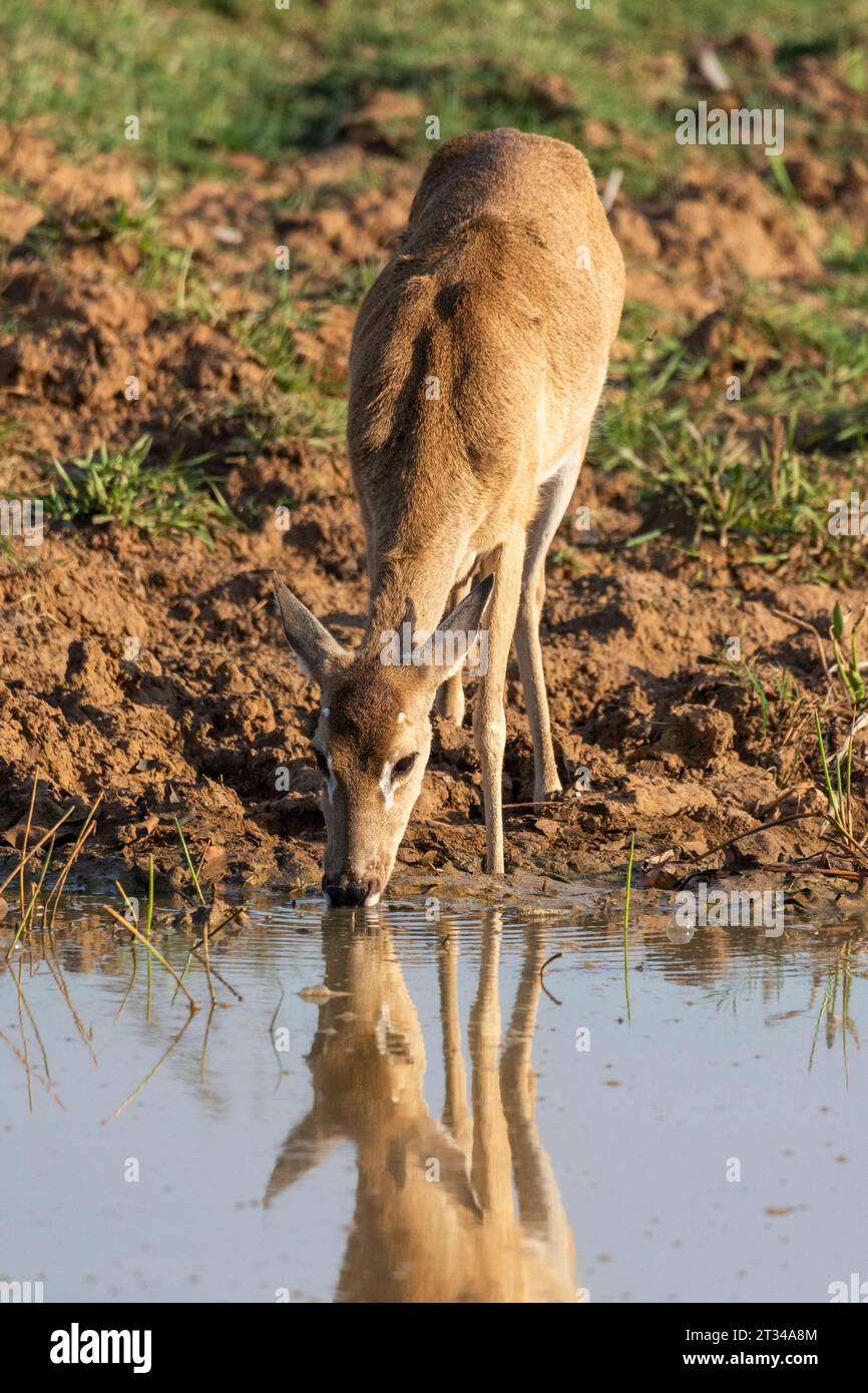 Pampas cerfs buvant de l'eau du lac dans le Pantanal brésilien Banque D'Images
