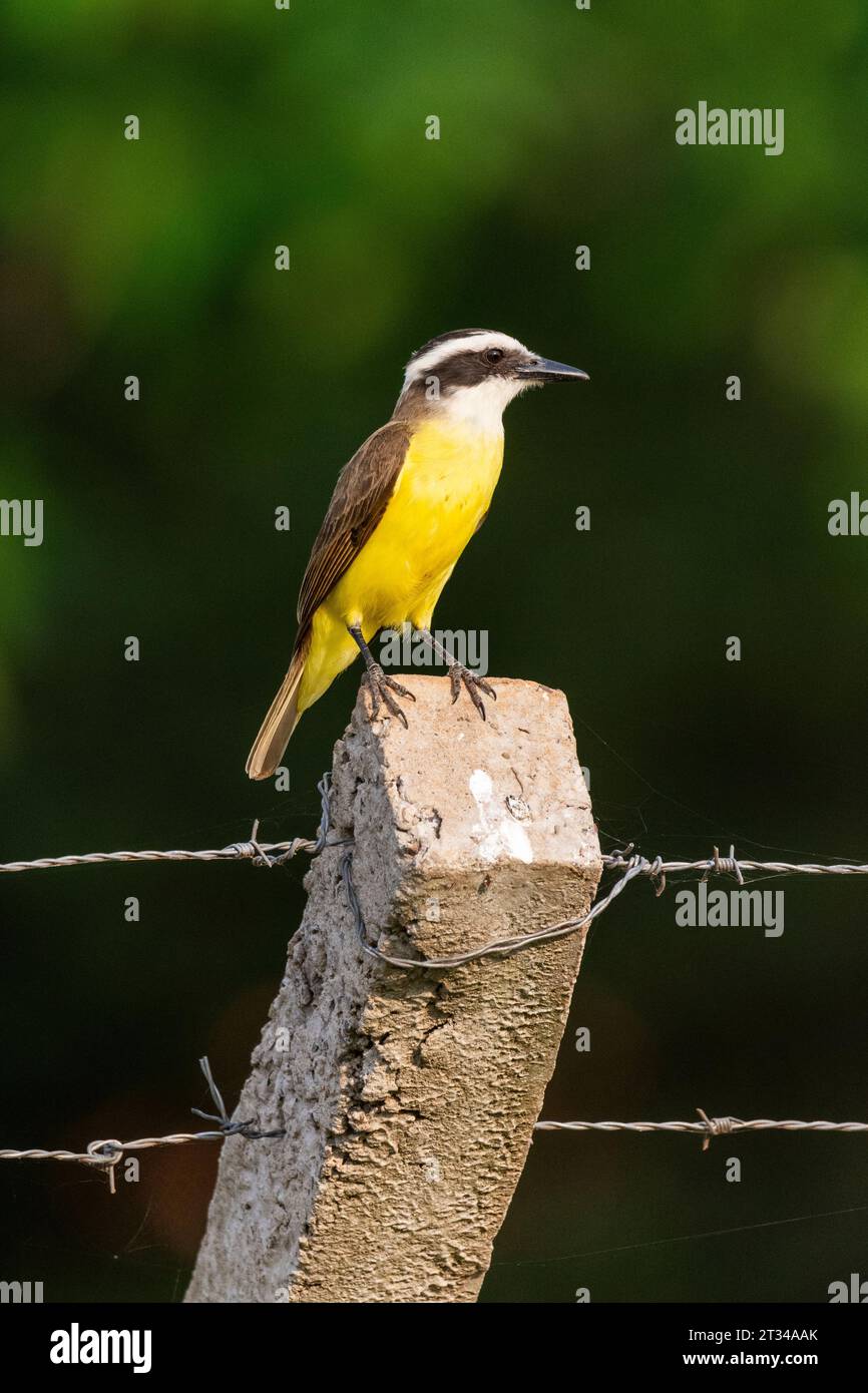 Grand oiseau Kiskadee dans le Pantanal brésilien de Miranda Banque D'Images