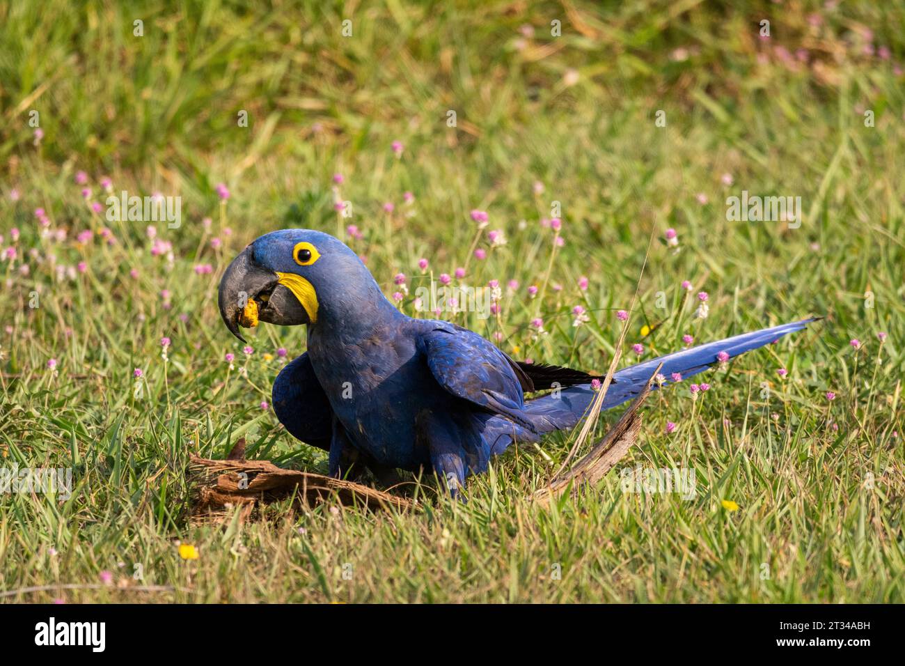 Jacinthe Macaw cherche de la nourriture sur le terrain dans le Pantanal Banque D'Images