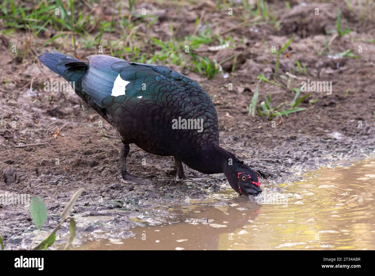 Magnifique oiseau de canard de Muscovy buvant de l'eau de flaque dans le Pantanal Banque D'Images