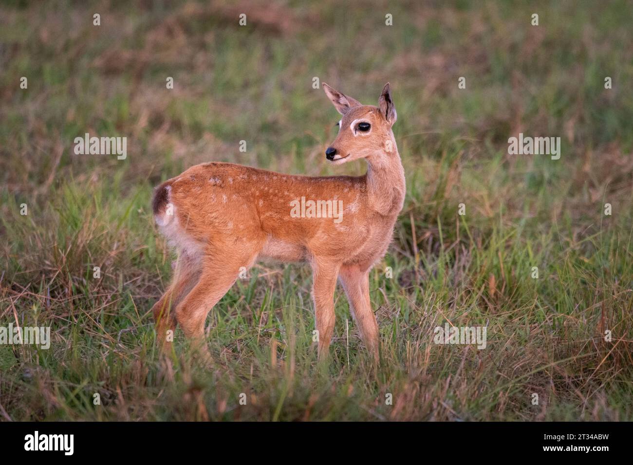 ourlet de cerf de Pampas dans les champs du Pantanal brésilien de Miranda Banque D'Images