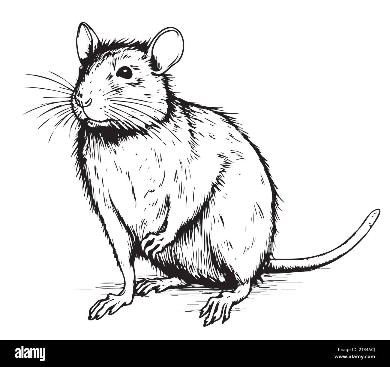 Croquis dessiné à la main de rat, illustration vectorielle. Animaux sauvages. Illustration de Vecteur