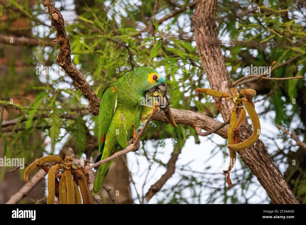 Perroquet à front bleu mangeant des fruits sur l'arbre dans le Pantanal brésilien Banque D'Images