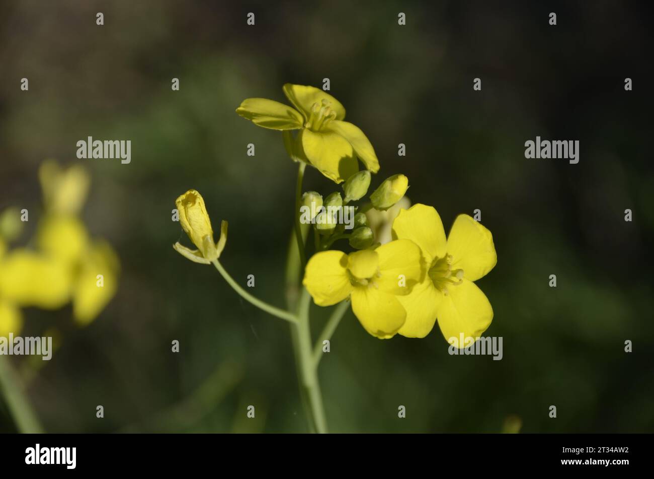 Fleur de moutarde sauvage, fleur sauvage de couleur jaune en automne. Istanbul Turquie. Banque D'Images