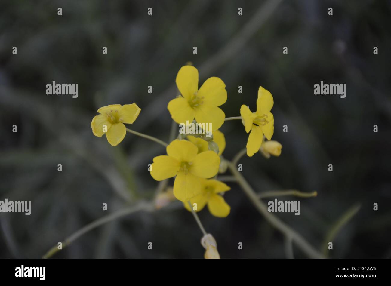 Fleur de moutarde sauvage, fleur sauvage de couleur jaune en automne. Istanbul Turquie. Banque D'Images