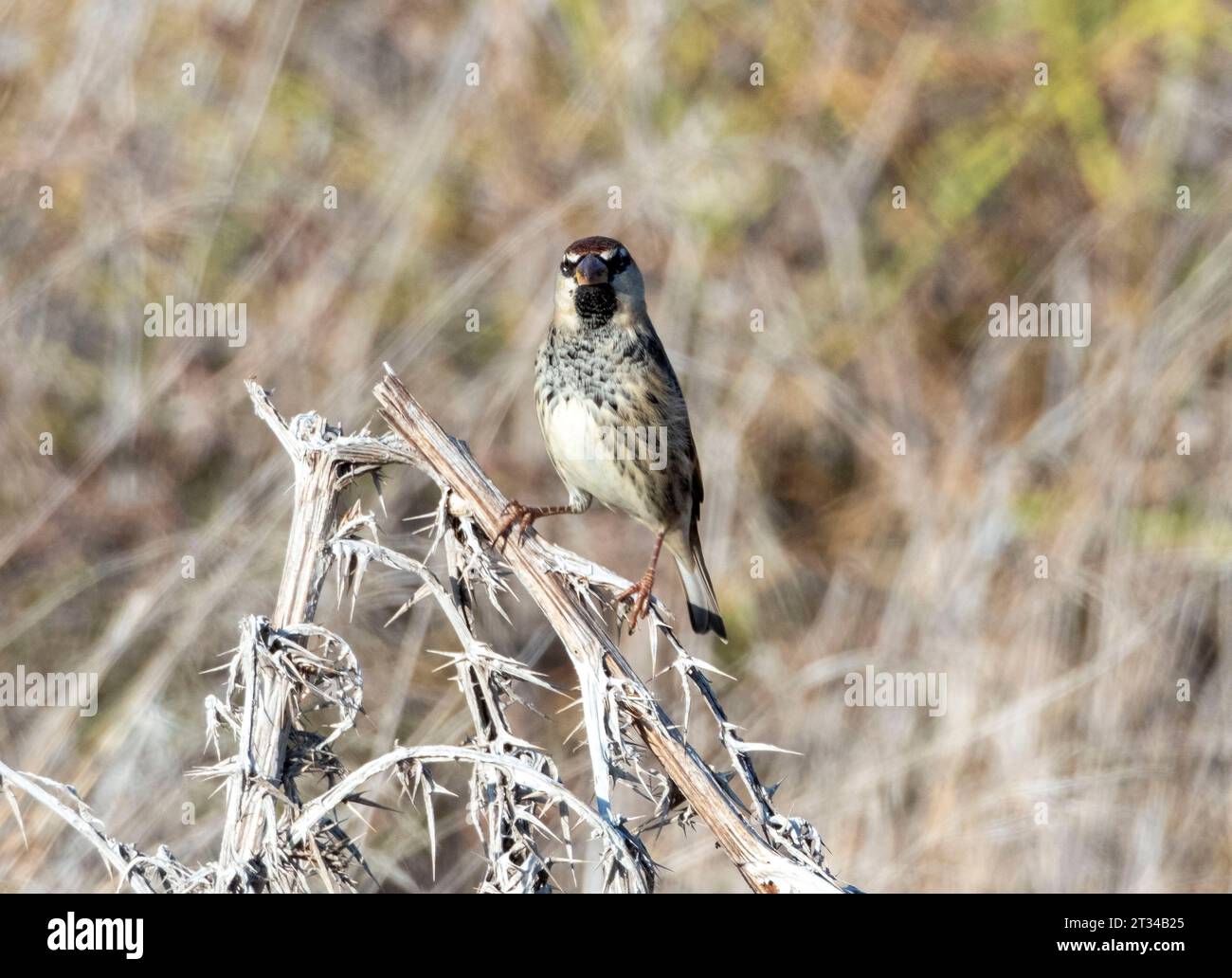 Moineau espagnol (passer hispaniolensis) perché sur une tige d'herbe morte, Chypre Banque D'Images