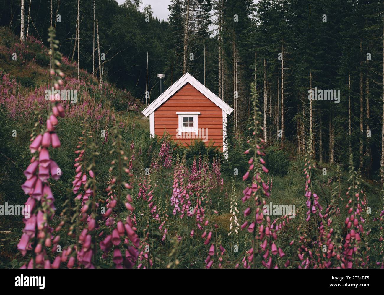 Cabane rouge dans le fjord entouré de fleurs roses, Norvège Banque D'Images