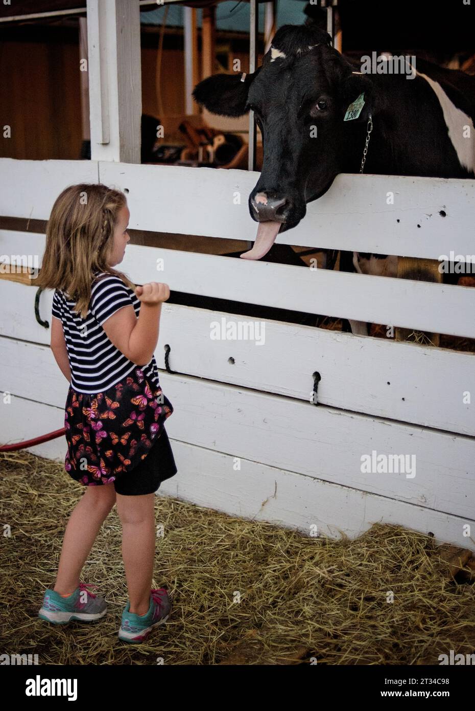 Vache sortant de la langue à la petite fille dans la grange blanche Banque D'Images