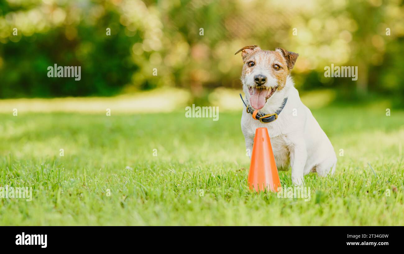 Fond panoramique avec un chien assis à côté du cône de formation pendant la classe d'obéissance dans l'école de chien Banque D'Images