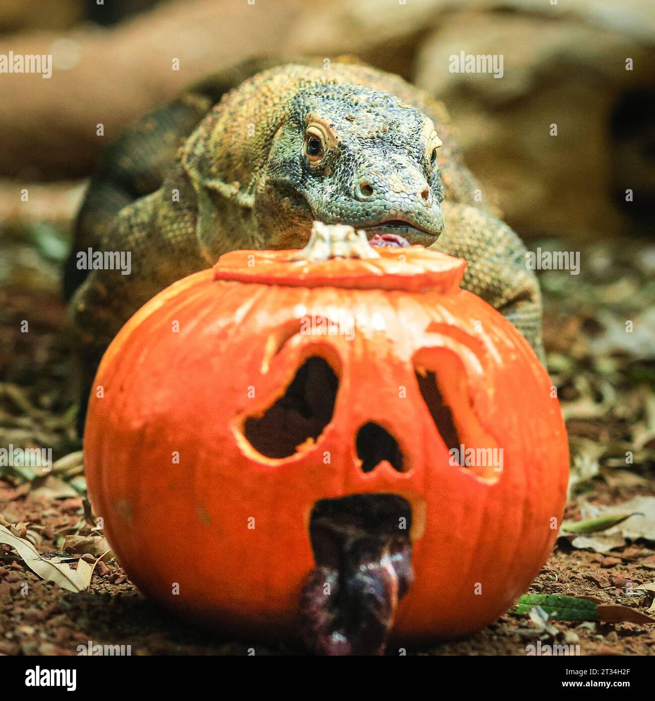 Londres, Royaume-Uni. 23 octobre 2023. Le dragon de Komodo (Varanus komodoensis) de 1,5 mètres de long Kahleesi serre ses 60 dents dentelées ressemblant à un requin autour d'une citrouille remplie de viande. Les animaux du zoo de Londres, un zoo de conservation ZSL, profitent de cette saison effrayante et célèbrent Halloween tôt avec des friandises à la citrouille. Crédit : Imageplotter/Alamy Live News Banque D'Images