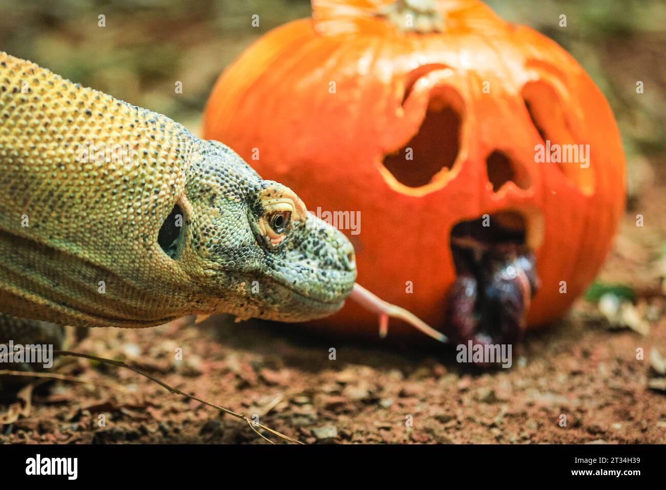 Londres, Royaume-Uni. 23 octobre 2023. Le dragon de Komodo (Varanus komodoensis) de 1,5 mètres de long Kahleesi serre ses 60 dents dentelées ressemblant à un requin autour d'une citrouille remplie de viande. Les animaux du zoo de Londres, un zoo de conservation ZSL, profitent de cette saison effrayante et célèbrent Halloween tôt avec des friandises à la citrouille. Crédit : Imageplotter/Alamy Live News Banque D'Images