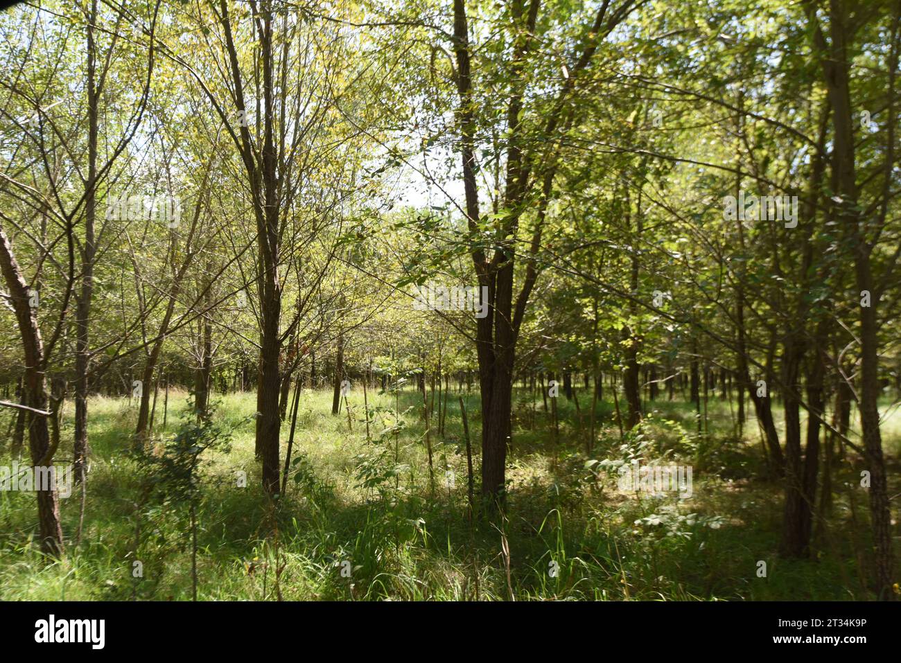 Peupliers comme bois énergétique Growing in A Short Plantation peupliers comme bois énergétique crédit : Imago/Alamy Live News Banque D'Images