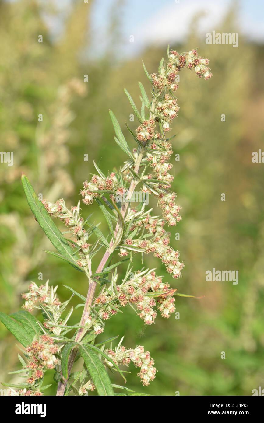 Mugwort chinois - Artemisia verlotiorum Banque D'Images