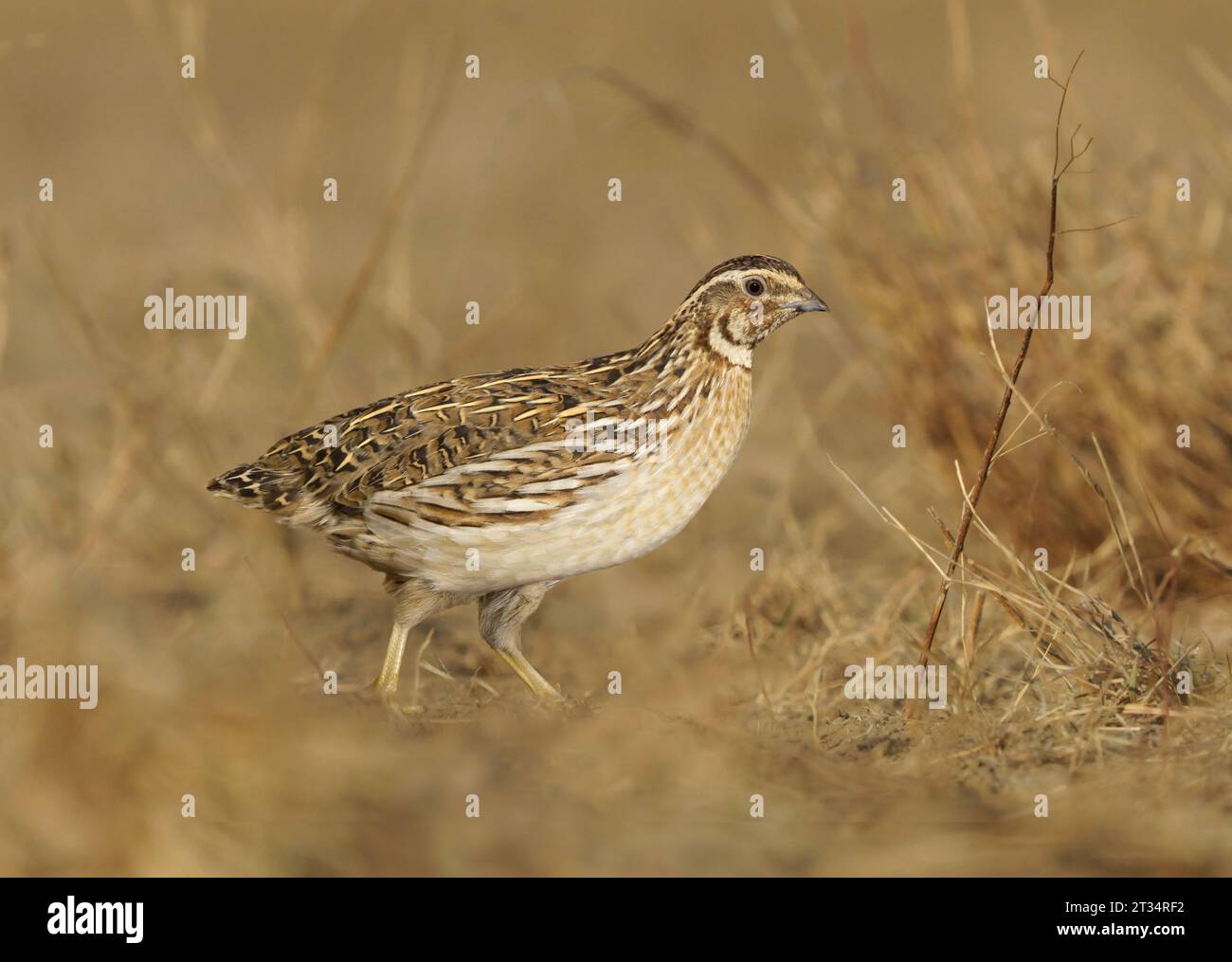 - Caille Coturnix coturnix Banque D'Images