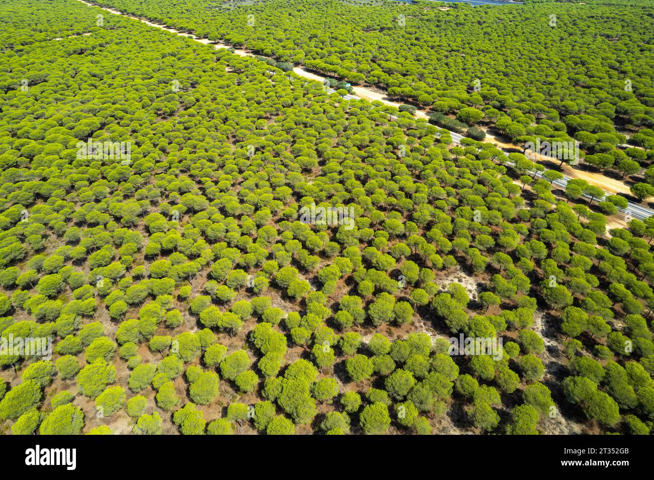 Vue aérienne de drone de motif abstrait dans la forêt de pins en Espagne Banque D'Images