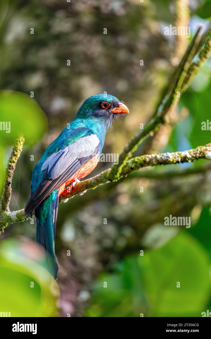 trogon à queue de slaty (Trogon massena) est un oiseau passserine proche de la famille des Trogonidae, des quetzals et des trogons. Tortuguero, faune et observation des oiseaux Banque D'Images