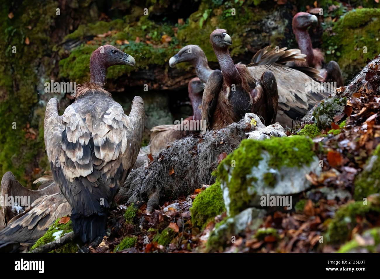 portrait horizontal d'un groupe de vautours contestant leur charoterie, la carcasse d'un mouton tombé. ils mangent à tour de rôle leur proie, leurs têtes bloo Banque D'Images