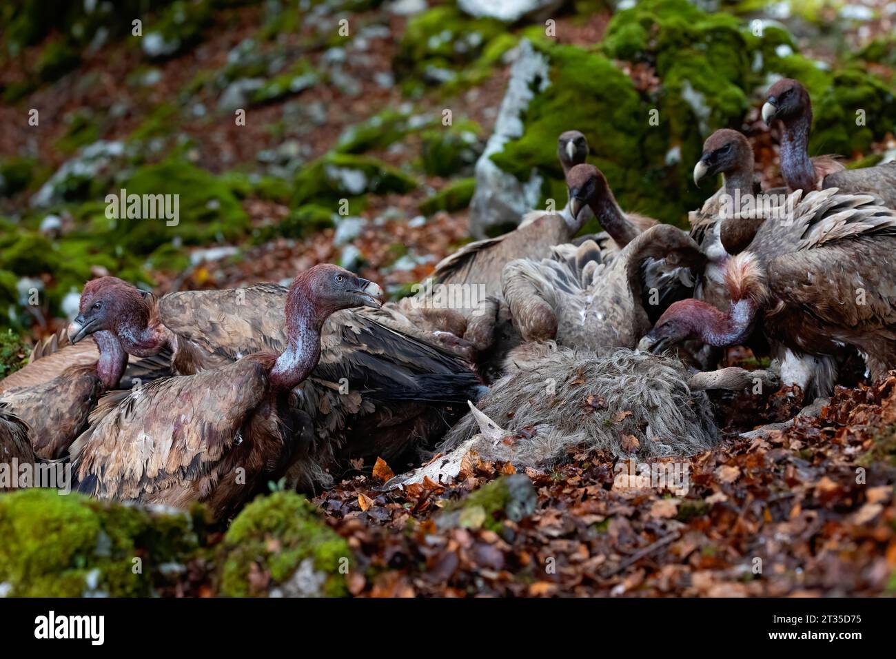 portrait horizontal d'un groupe de vautours contestant leur charoterie, la carcasse d'un mouton tombé. ils se relaient pour manger leur proie, comportement sauvage o Banque D'Images