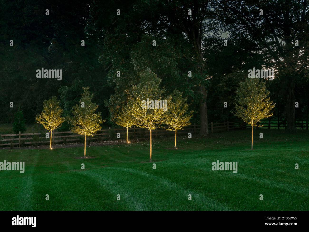 Éclairage d'aménagement paysager de cour qui brille sur les arbres, Pennsylvanie USA Banque D'Images