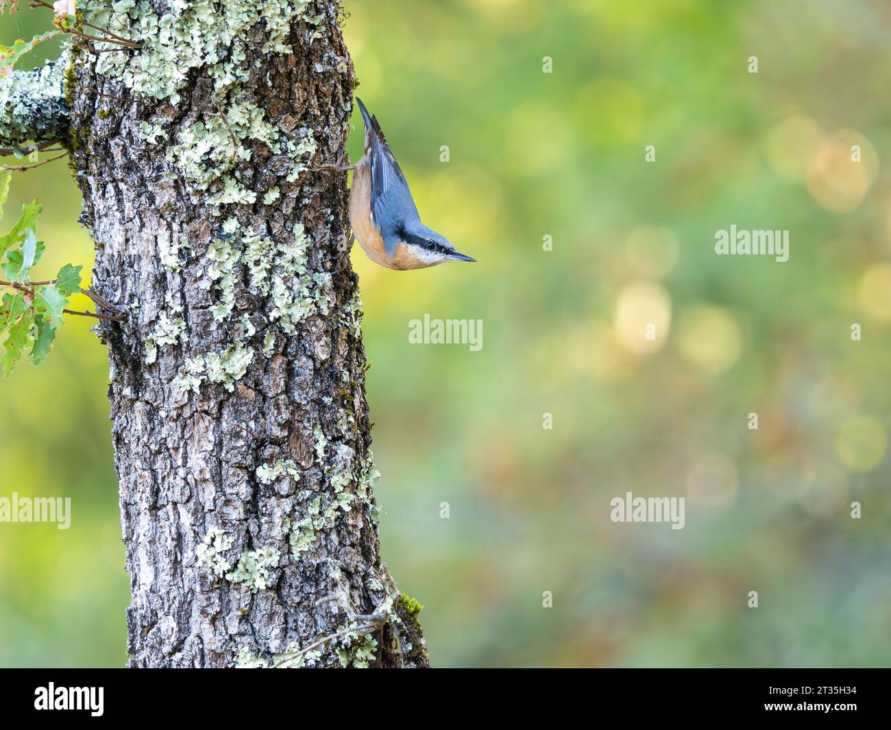Nuthatch eurasien (Sitta europaea), perché sur un chêne couvert de lichen avec un fond de bois caduque. Banque D'Images